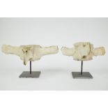 2 prehistoric vertebrae