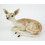 Taxidermy young deer