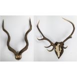 Antlers red deer and horn kudu