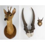 A taxidermy head of a deer + 2 horns