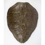 A shell of a water turtle