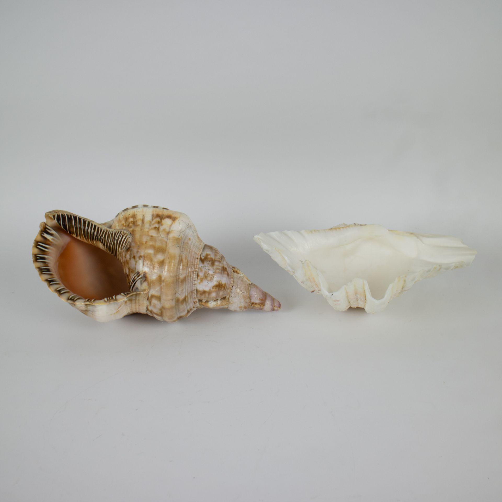A collection of corals and shells - Image 5 of 6