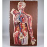 Vintage anatomy model torso with organs