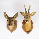 2 taxidermy deer heads