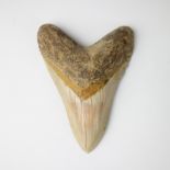 Carcharodon megalodon tooth 13 cm