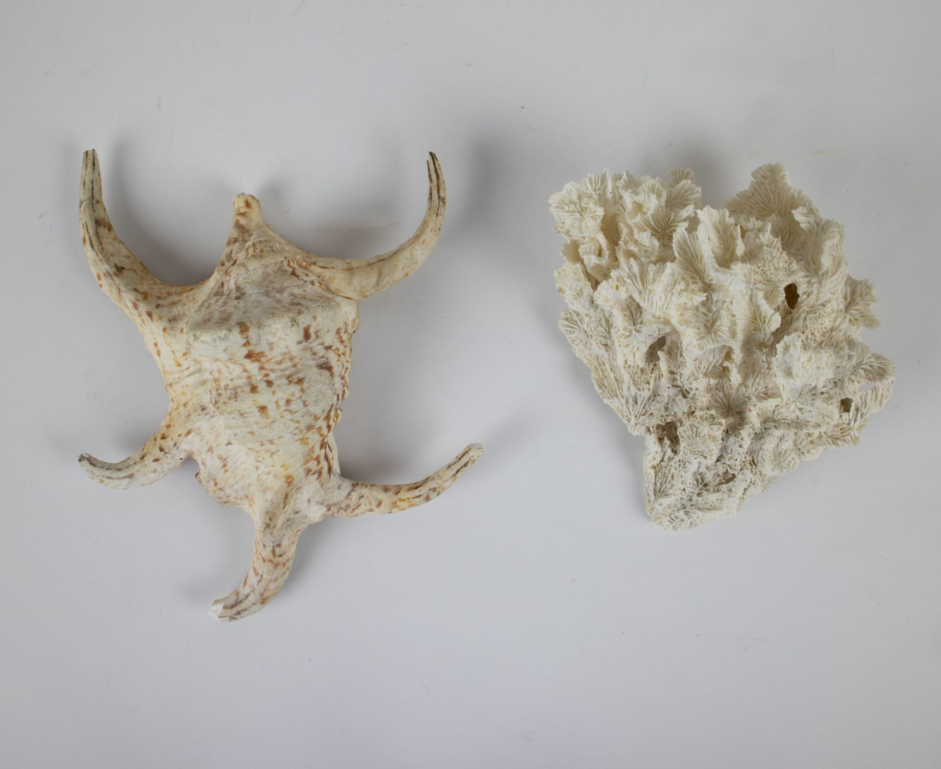 A collection of corals and shells - Image 2 of 6