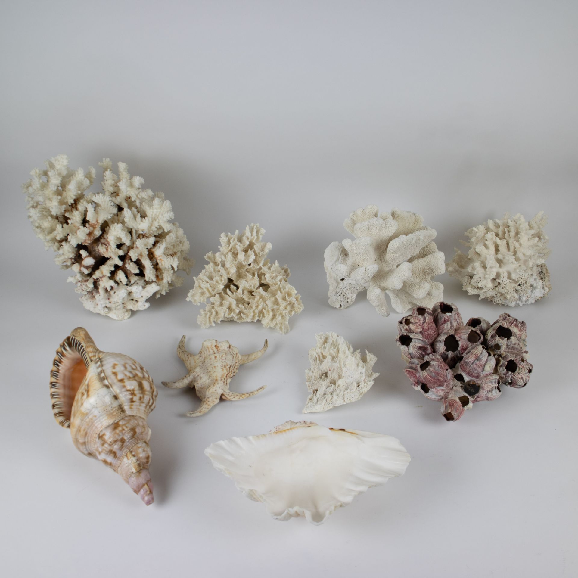 A collection of corals and shells