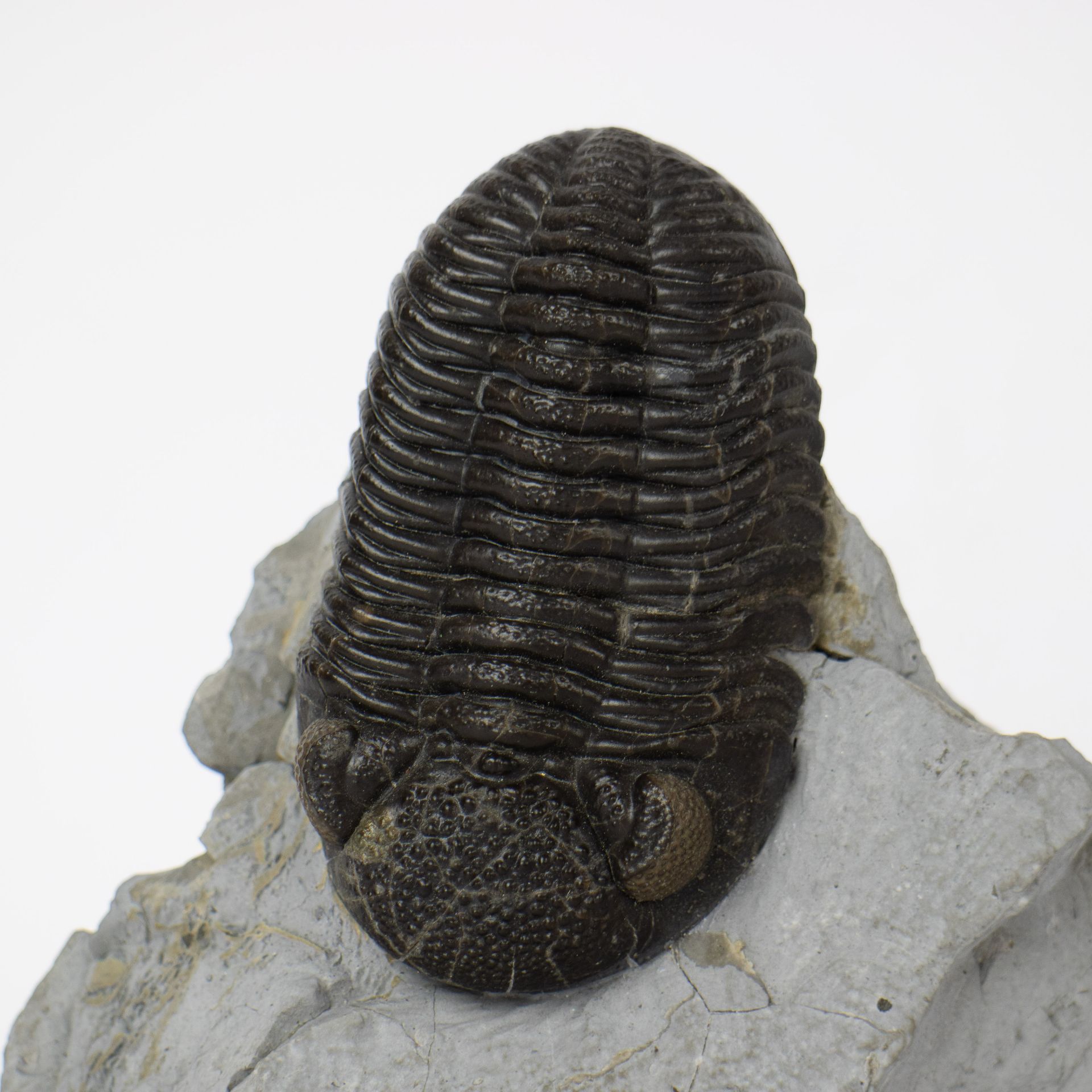 Phacops rana (trilobite) Ohio USA - Image 2 of 5