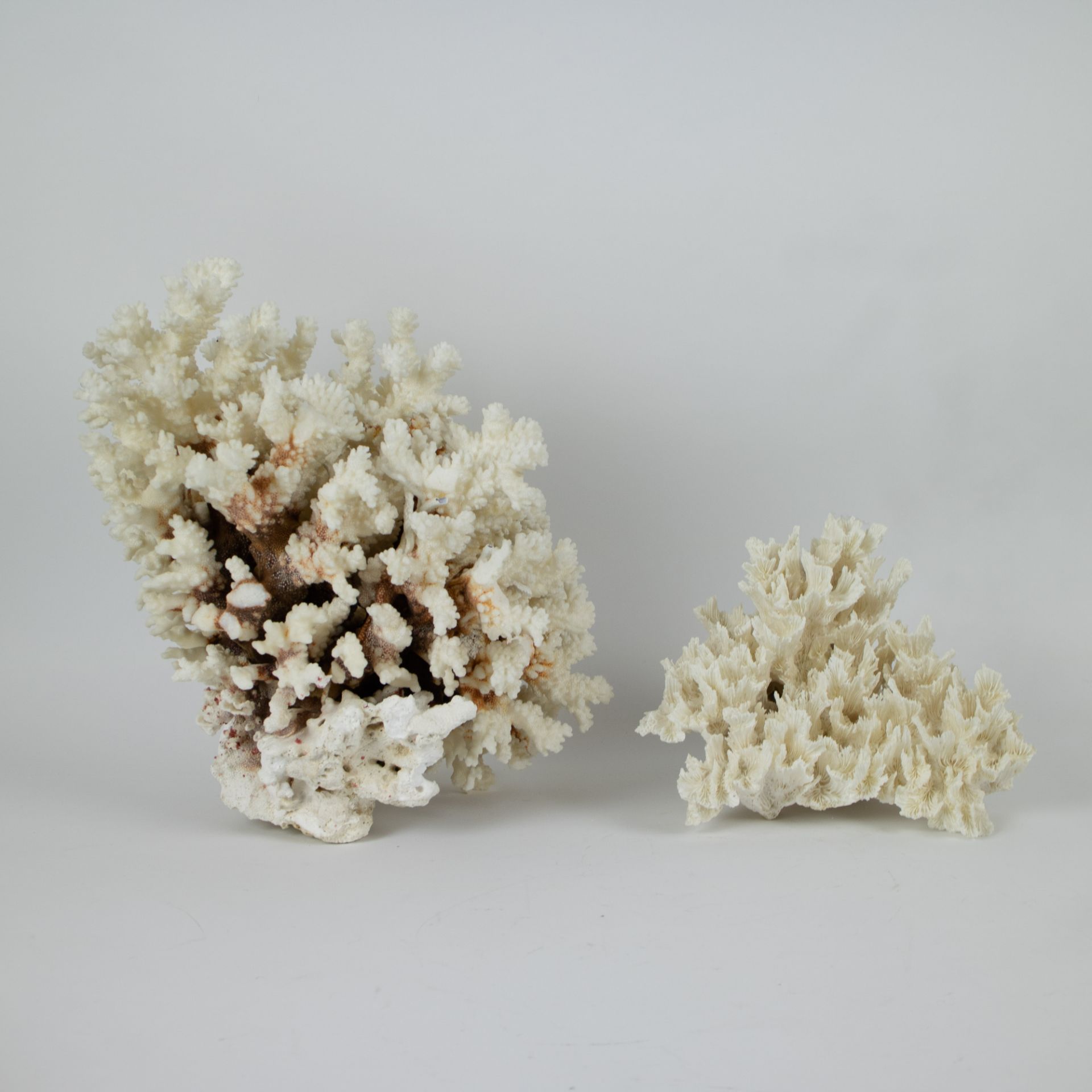 A collection of corals and shells - Image 4 of 6