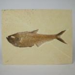 Diplomystus (fish) Wyoming USA