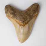 Carcharodon megalodon tooth 14 cm