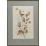 SCOTTISH BOTANICS, A WATERCOLOUR BY MARY MCMURTRIE