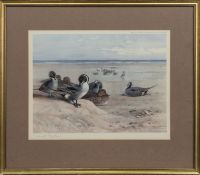 PINTAILS ON THE SHORELINE - 1922, A PRINT BY ARCHIBALD THORBURN