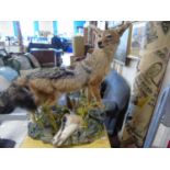 A large vintage taxidermy study of a black backed jackal and it's prey. 78cm x 79cm. Will not post
