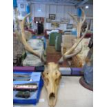 A large set of antique deer antlers & skull 90cm x 74cm (will not post)