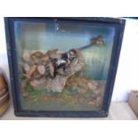 A vintage cased taxidermy study of a lesser spotted woodpecker 44cm x 44cm x 14cm