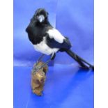 A mounted taxidermy magpie
