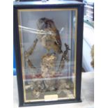 A vintage cased study of a Collared Scops owl 37cm x 24cm x 18cm