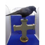 A vintage taxidermy study of a rook on a faux tombstone