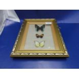A framed and glazed study of three exotic butterflies