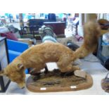 A vintage study of a taxidermy fox on a plinth (needs some attn) 65cm x 50cm. Will not post