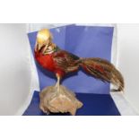 A vintage taxidermy study of a Pheasant on plinth