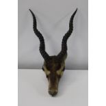 A Victorian taxidermy study of a African black buck unable to post