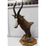 A large taxidermy study of a African Lesbok H105cm W50cm Approx. In VGC unable to post