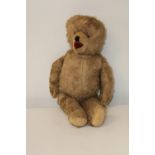 A vintage teddy bear with growler h60cm