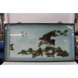 A wooden cased & glazed Chinese bird of prey study. 1.20 meters x 65cm collection only