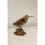 A vintage taxidermy bird study 30cm tall