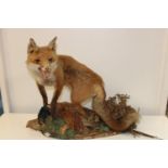 A vintage taxidermy fox and pheasant study 60cm tall x 70cm long. collection only