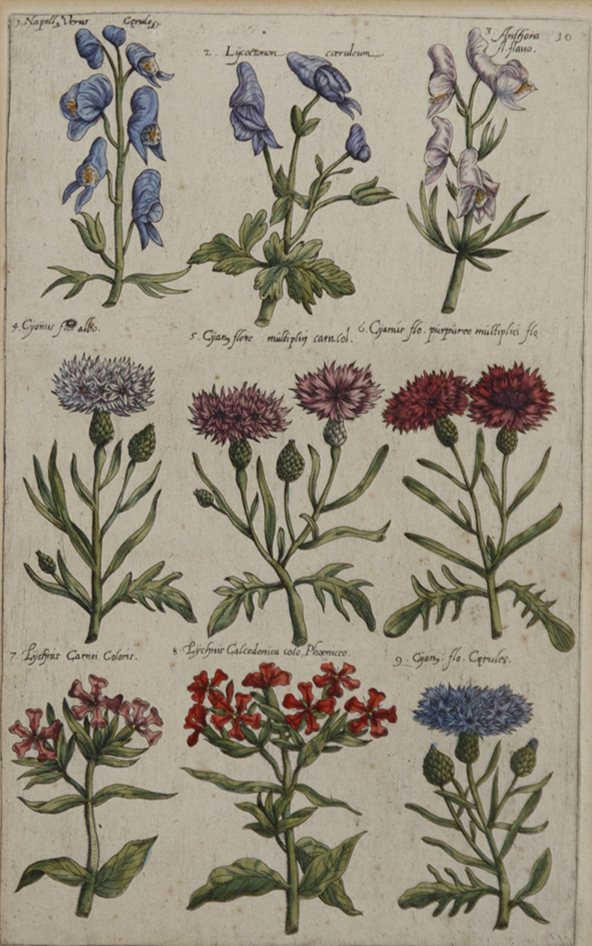 Pflanzen. - Image 3 of 4