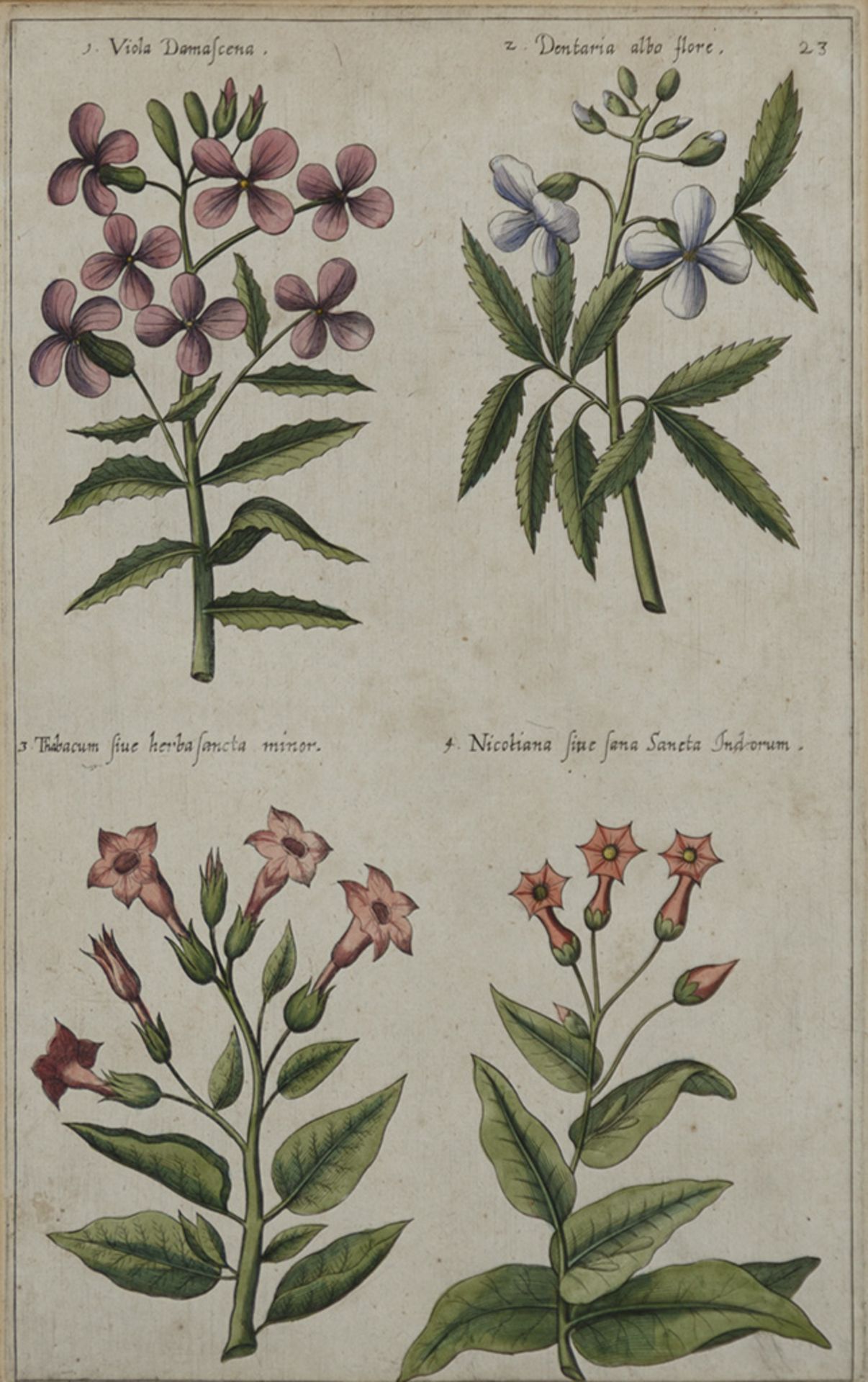 Pflanzen. - Image 4 of 4