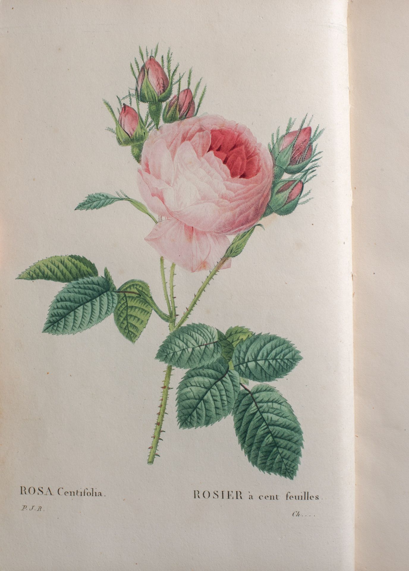 Redoute, P.J., Les Roses - Image 3 of 4