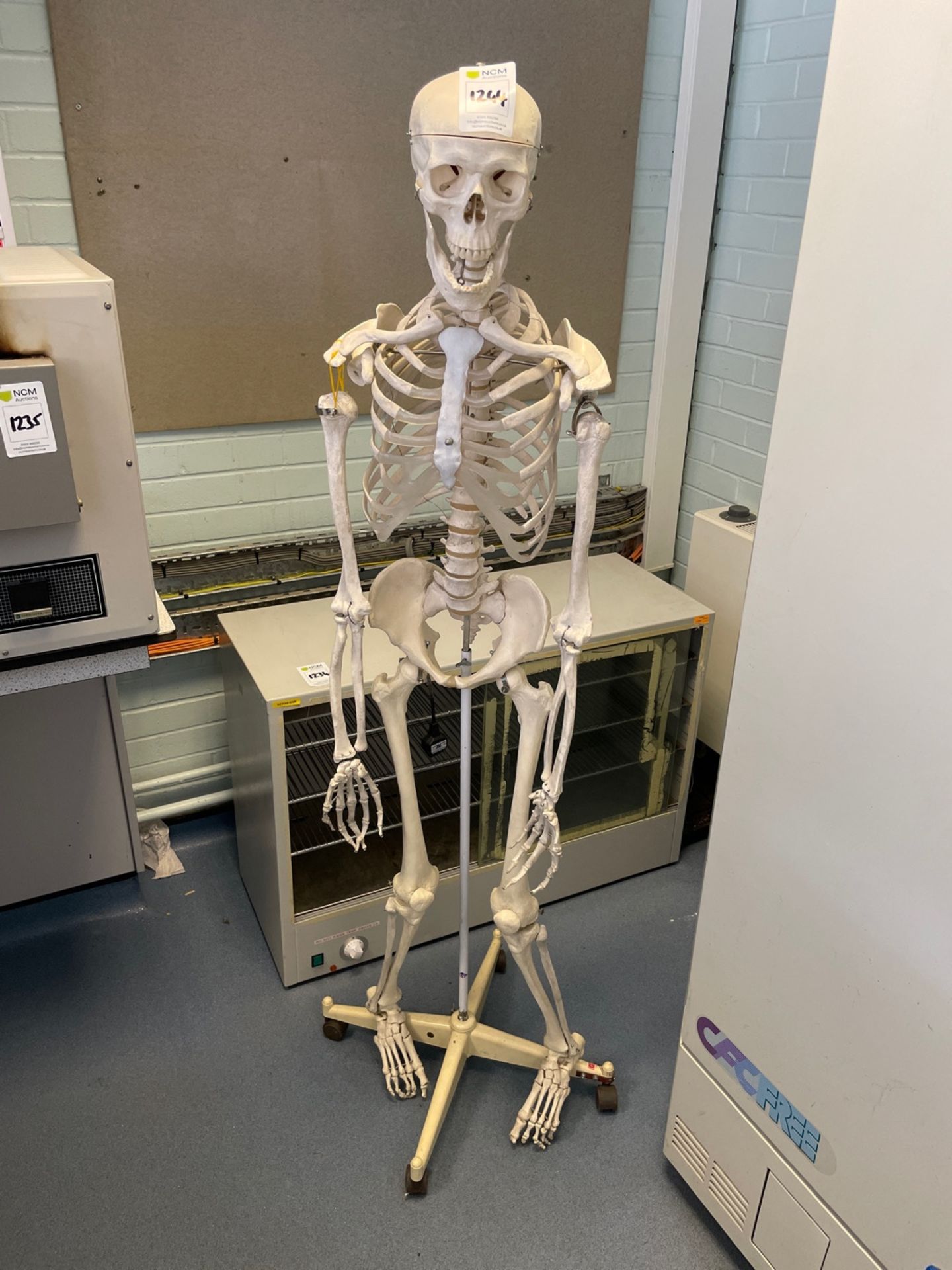 Medical Skeleton