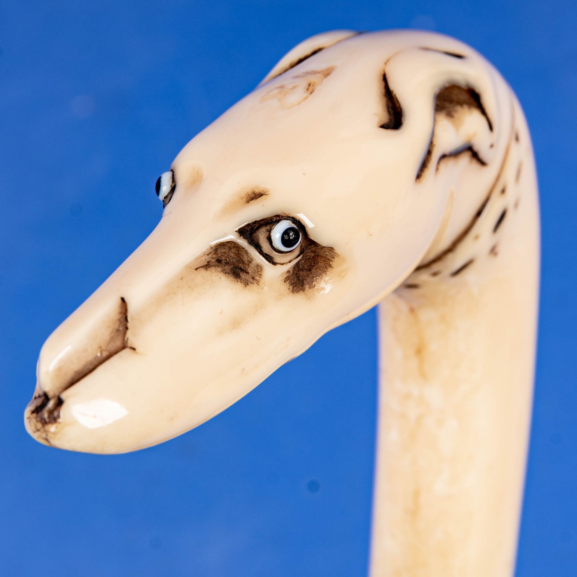 Antiker Spazierstock, Griffstück in Walross-Elfenbein in Form eines Windhund-Kopfes (2teilig) mit e - Image 8 of 12