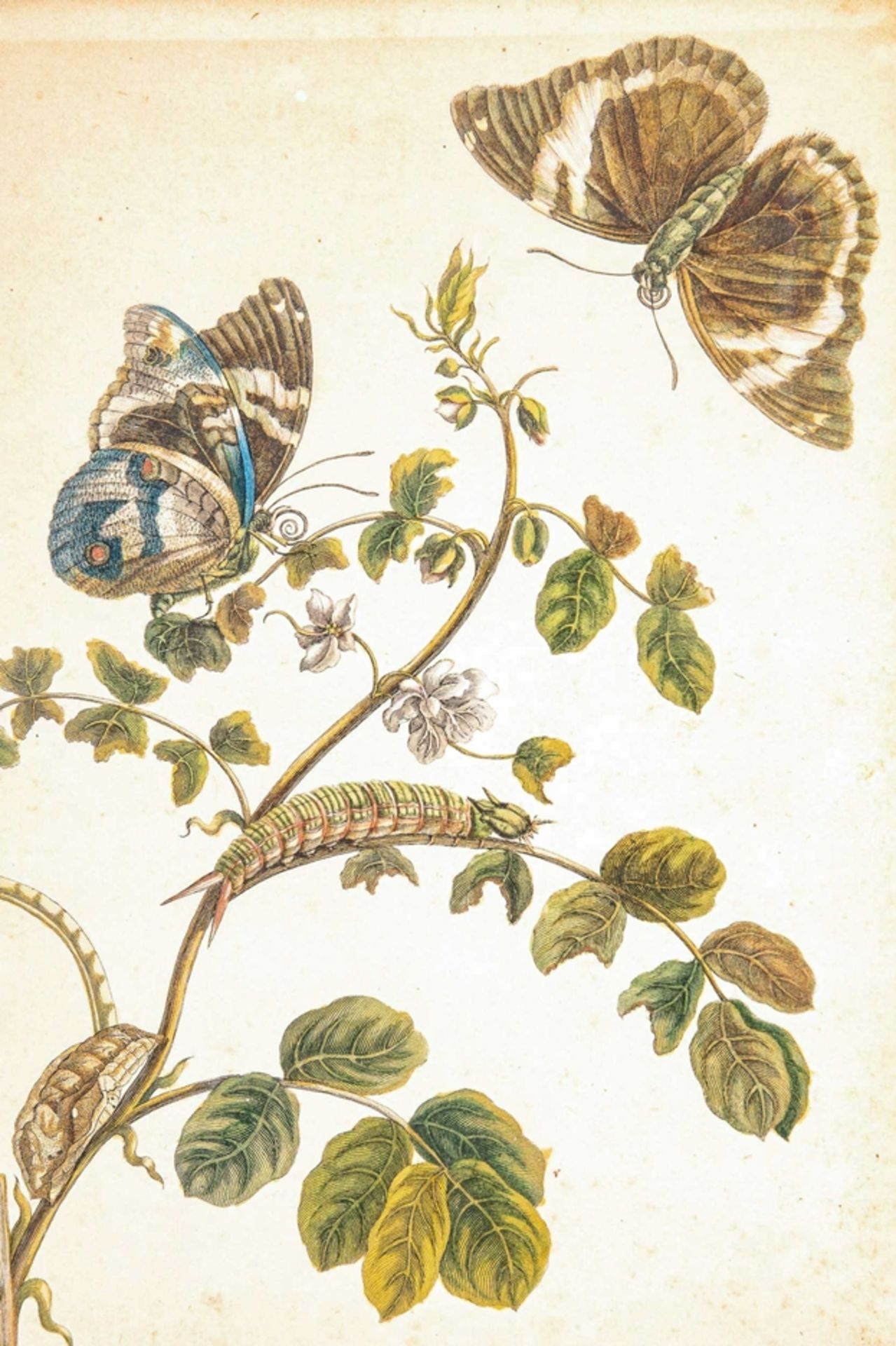 "Allerlei Getier", antiker, hinter Glas gerahmter, handkolorierter Kupferstich des 18. oder 19. Jhd - Image 3 of 8