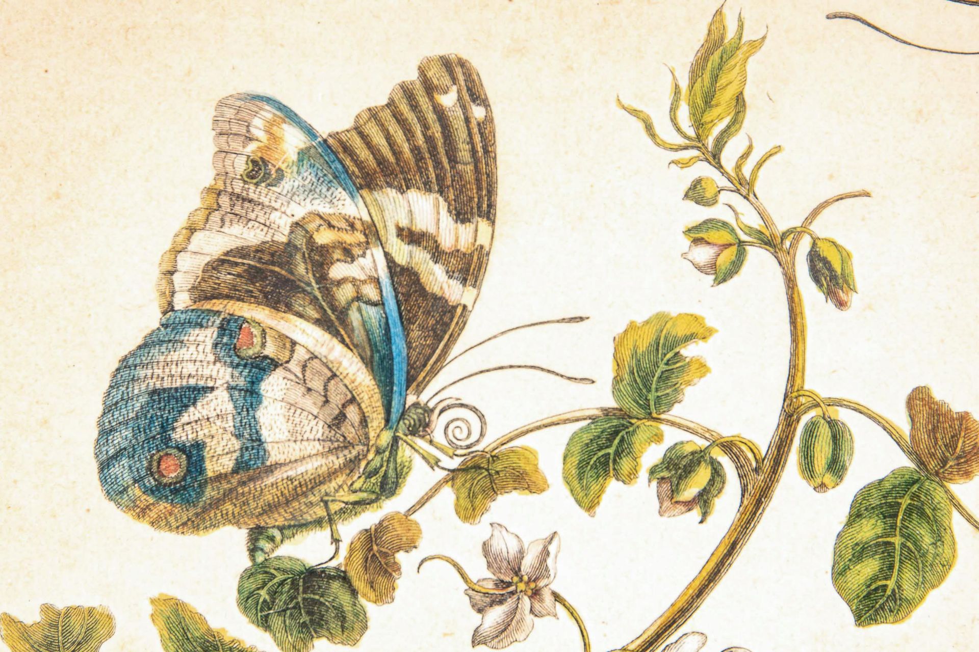 "Allerlei Getier", antiker, hinter Glas gerahmter, handkolorierter Kupferstich des 18. oder 19. Jhd - Image 6 of 8