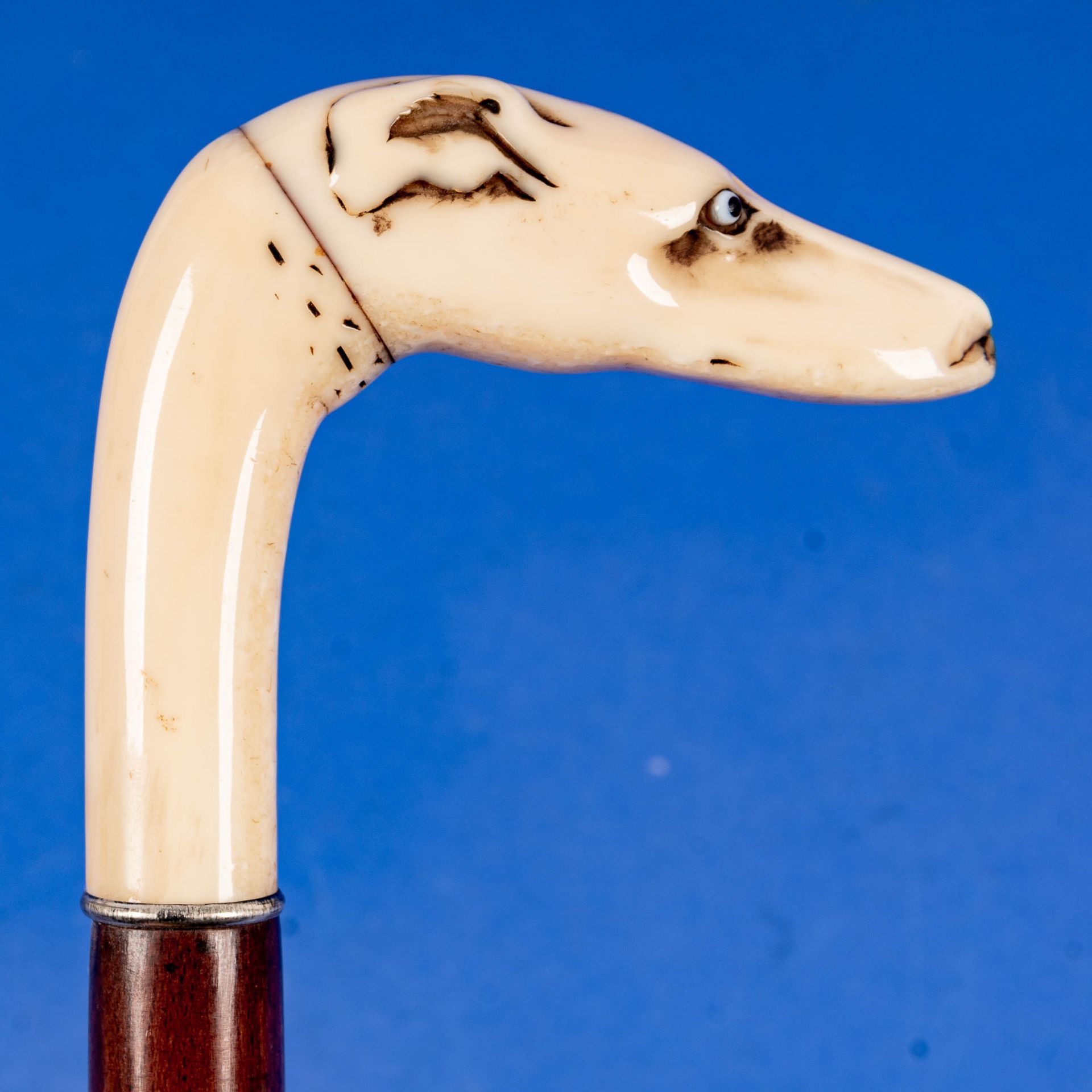 Antiker Spazierstock, Griffstück in Walross-Elfenbein in Form eines Windhund-Kopfes (2teilig) mit e - Image 4 of 12