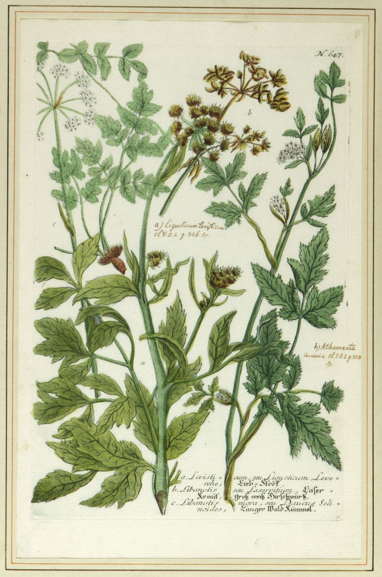 Weinmann, Johann Wilhelm. 1683 - 1741 Früchte und Pflanzen. 10 kol. Kupferstiche. Bis 33 x 21,5 cm. - Image 5 of 11