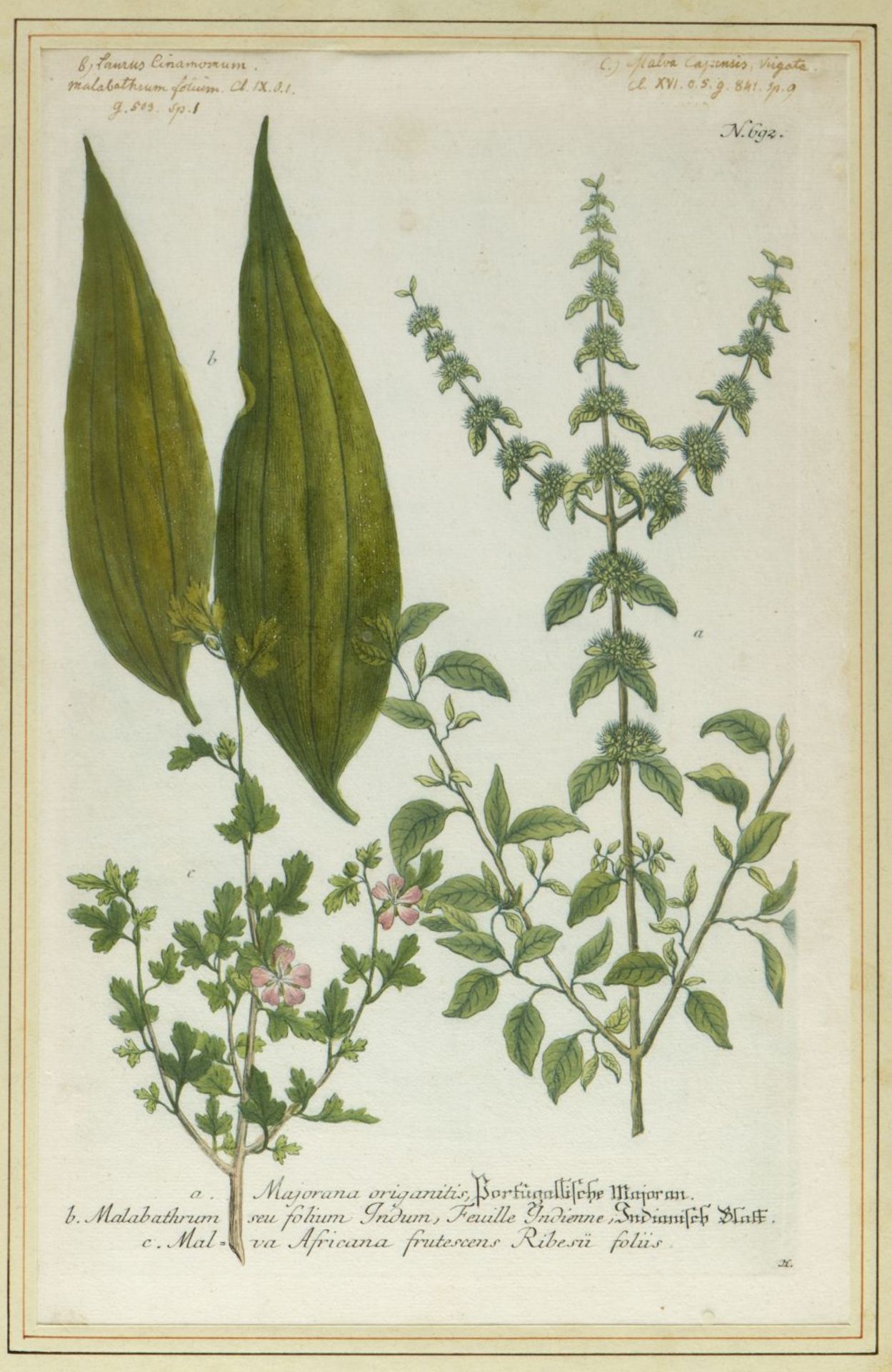 Weinmann, Johann Wilhelm. 1683 - 1741 Früchte und Pflanzen. 10 kol. Kupferstiche. Bis 33 x 21,5 cm. - Image 2 of 11