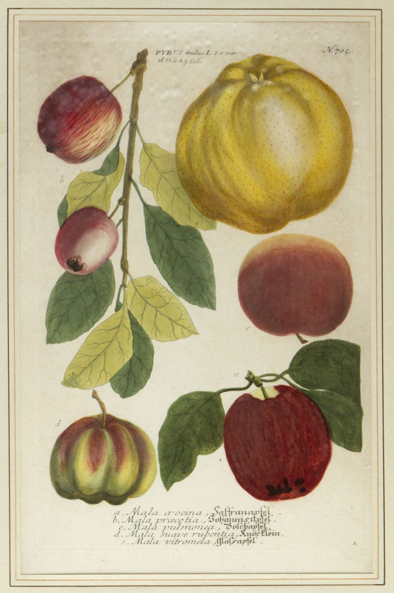 Weinmann, Johann Wilhelm. 1683 - 1741 Früchte und Pflanzen. 10 kol. Kupferstiche. Bis 33 x 21,5 cm. - Image 11 of 11