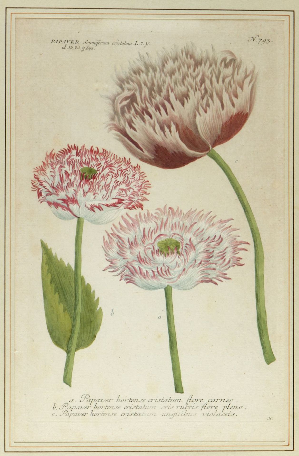 Weinmann, Johann Wilhelm. 1683 - 1741 Früchte und Pflanzen. 10 kol. Kupferstiche. Bis 33 x 21,5 cm. - Image 9 of 11