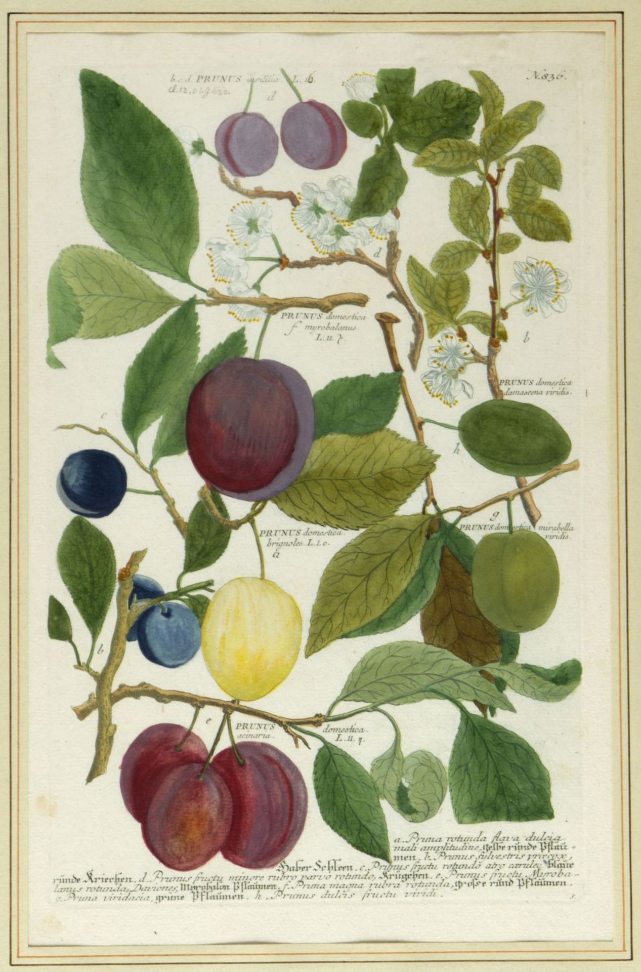 Weinmann, Johann Wilhelm. 1683 - 1741 Früchte und Pflanzen. 10 kol. Kupferstiche. Bis 33 x 21,5 cm. - Image 10 of 11