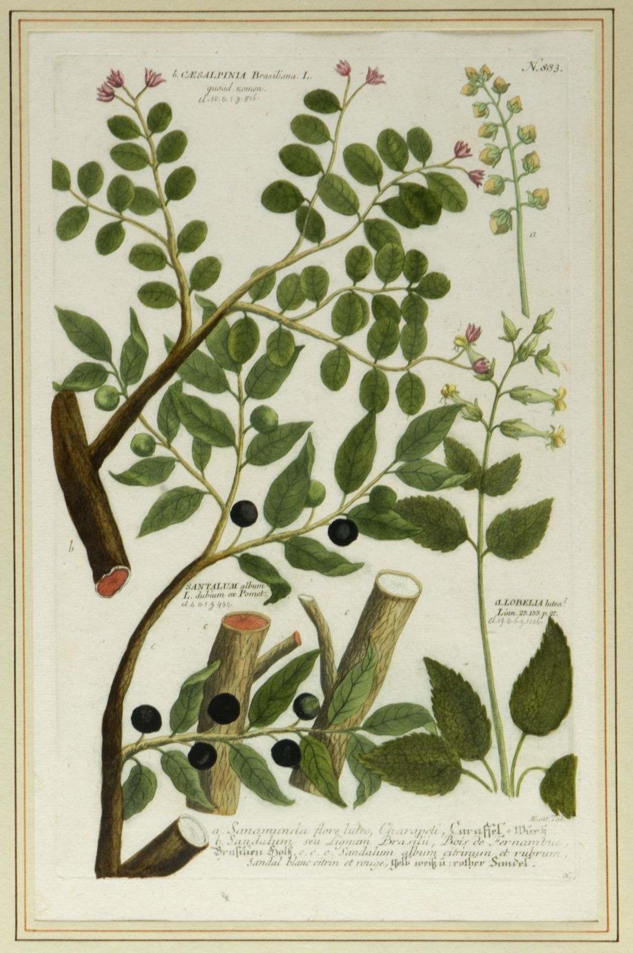Weinmann, Johann Wilhelm. 1683 - 1741 Früchte und Pflanzen. 10 kol. Kupferstiche. Bis 33 x 21,5 cm. - Image 6 of 11