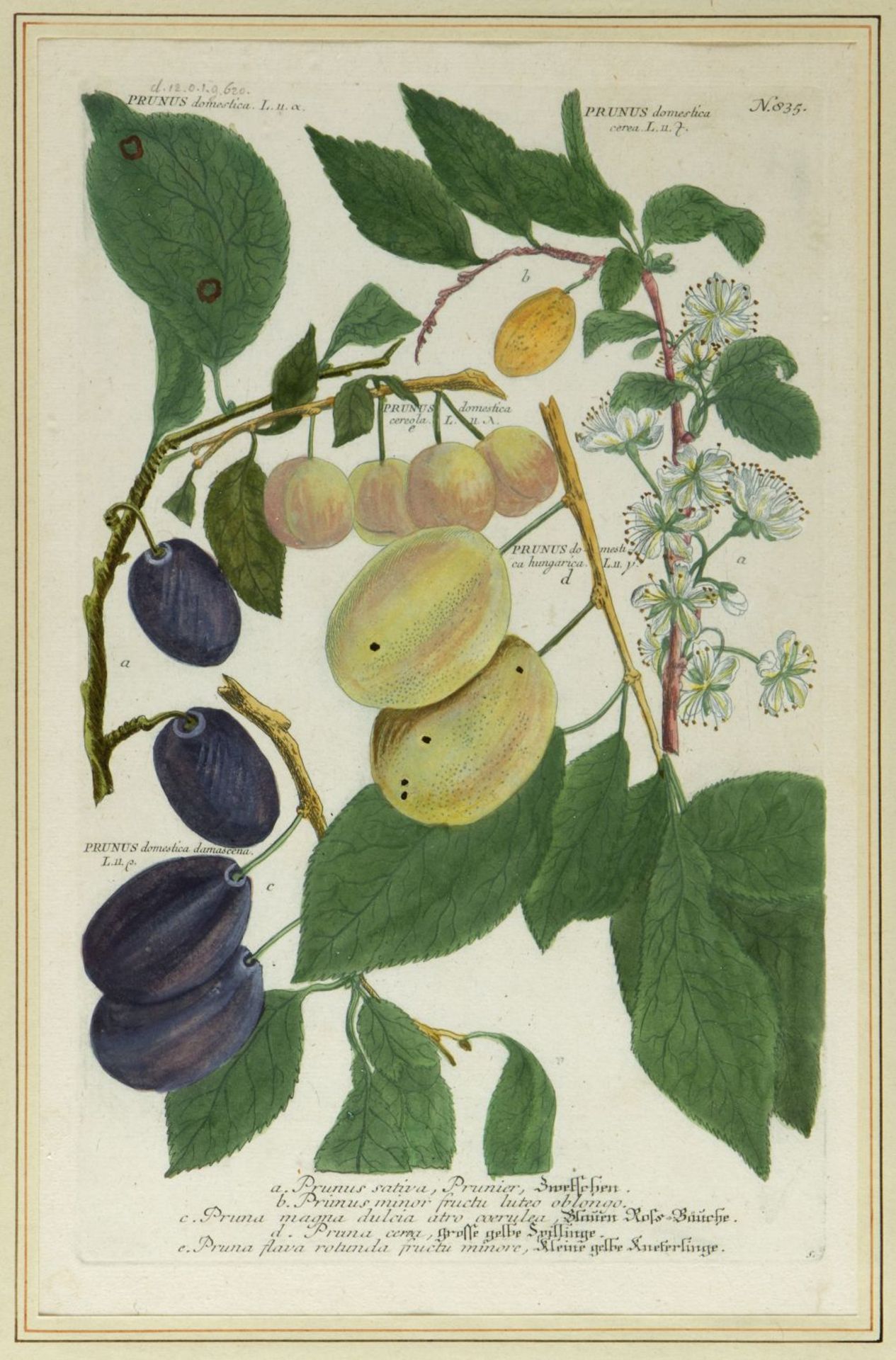Weinmann, Johann Wilhelm. 1683 - 1741 Früchte und Pflanzen. 10 kol. Kupferstiche. Bis 33 x 21,5 cm. - Image 7 of 11