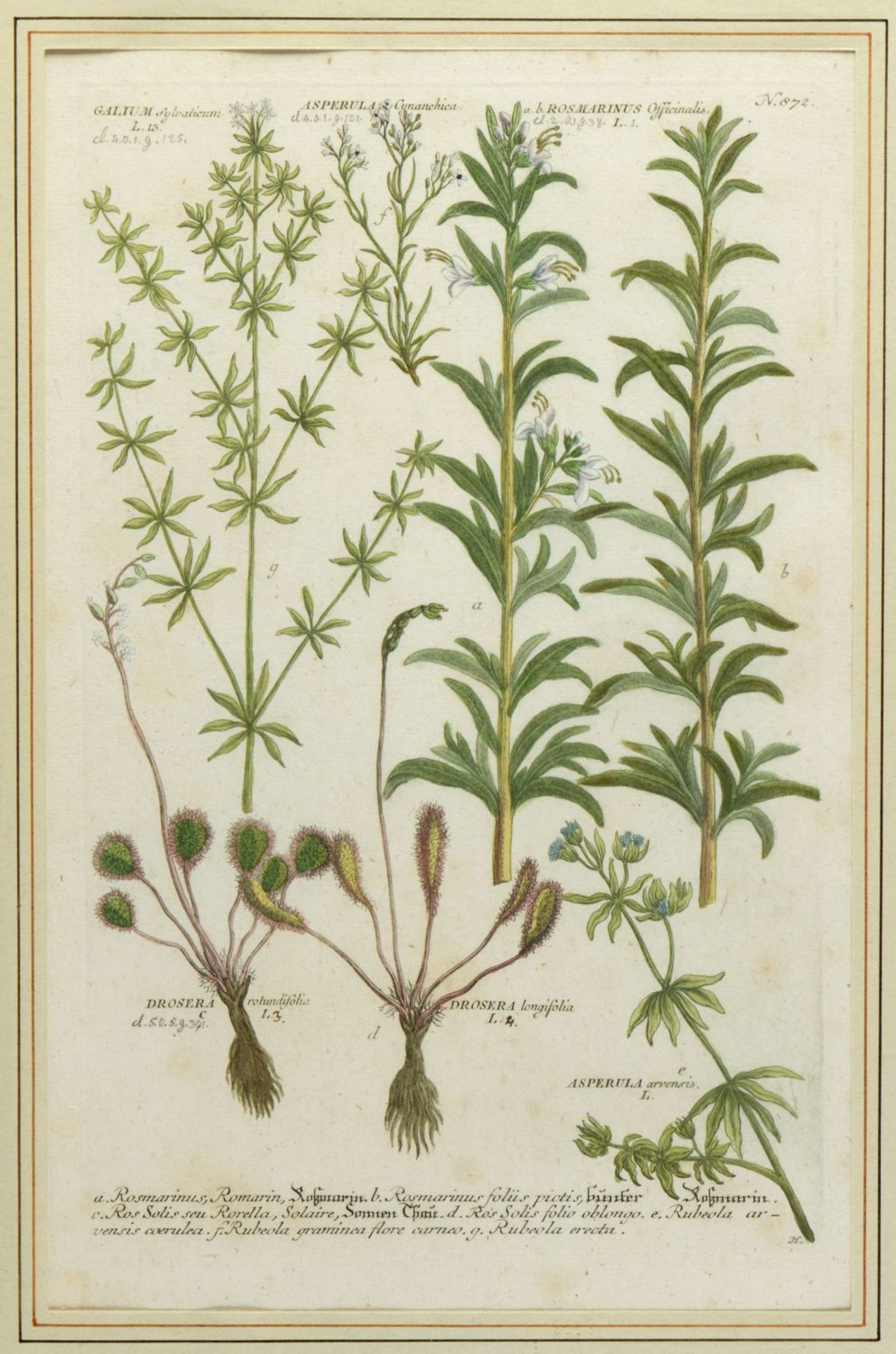 Weinmann, Johann Wilhelm. 1683 - 1741 Früchte und Pflanzen. 10 kol. Kupferstiche. Bis 33 x 21,5 cm. - Image 3 of 11