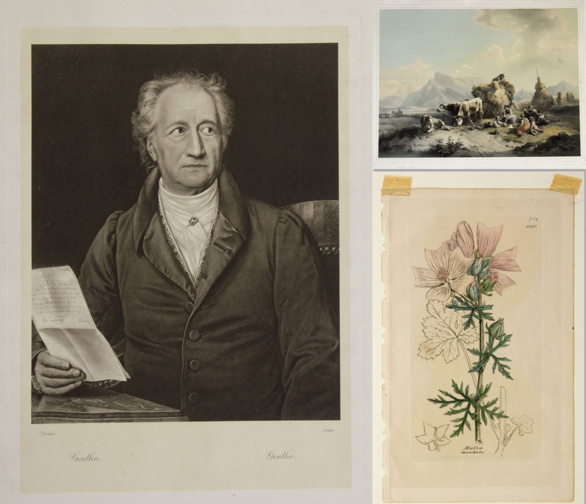 Gauermann u.a. Der Sommer. Goethe. Malve. Mikroskopiker u.a. 11 Bll. versch. Techn. Bez. 45 x 60 cm.