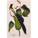 David H… Gibb (19th Century) British. An Exotic Bird with a Butterfly, Watercolour, Signed,